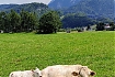  Z Salzburga do Sankt Johann im Pongau - pierwszy dzień na Alpe Adria